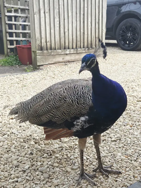 A peacock at the front door of the house