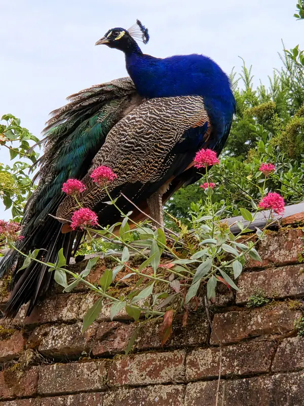 A peacock in full colour on the car park wall, among red valerian