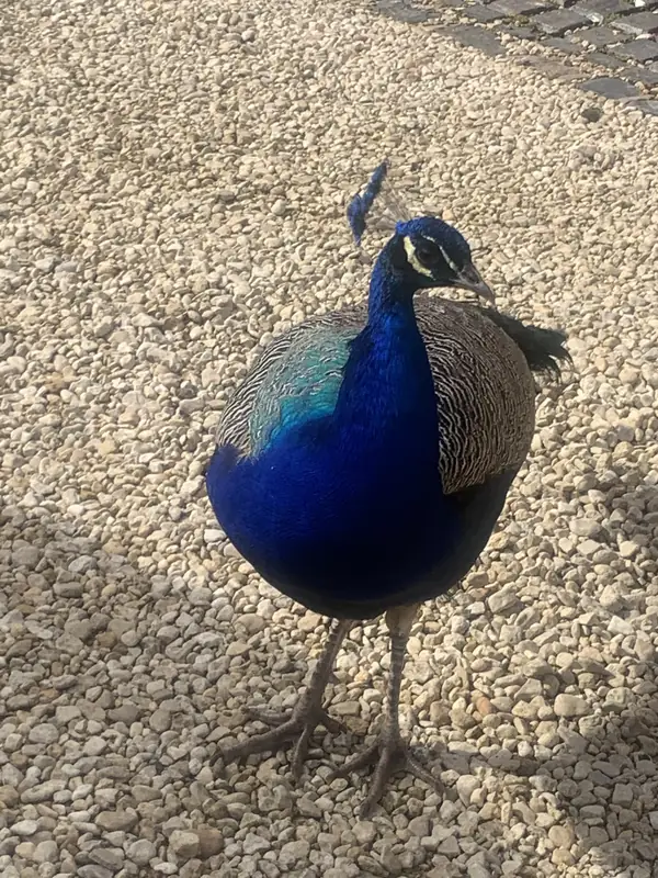 A peacock head-on at close range on the gravel